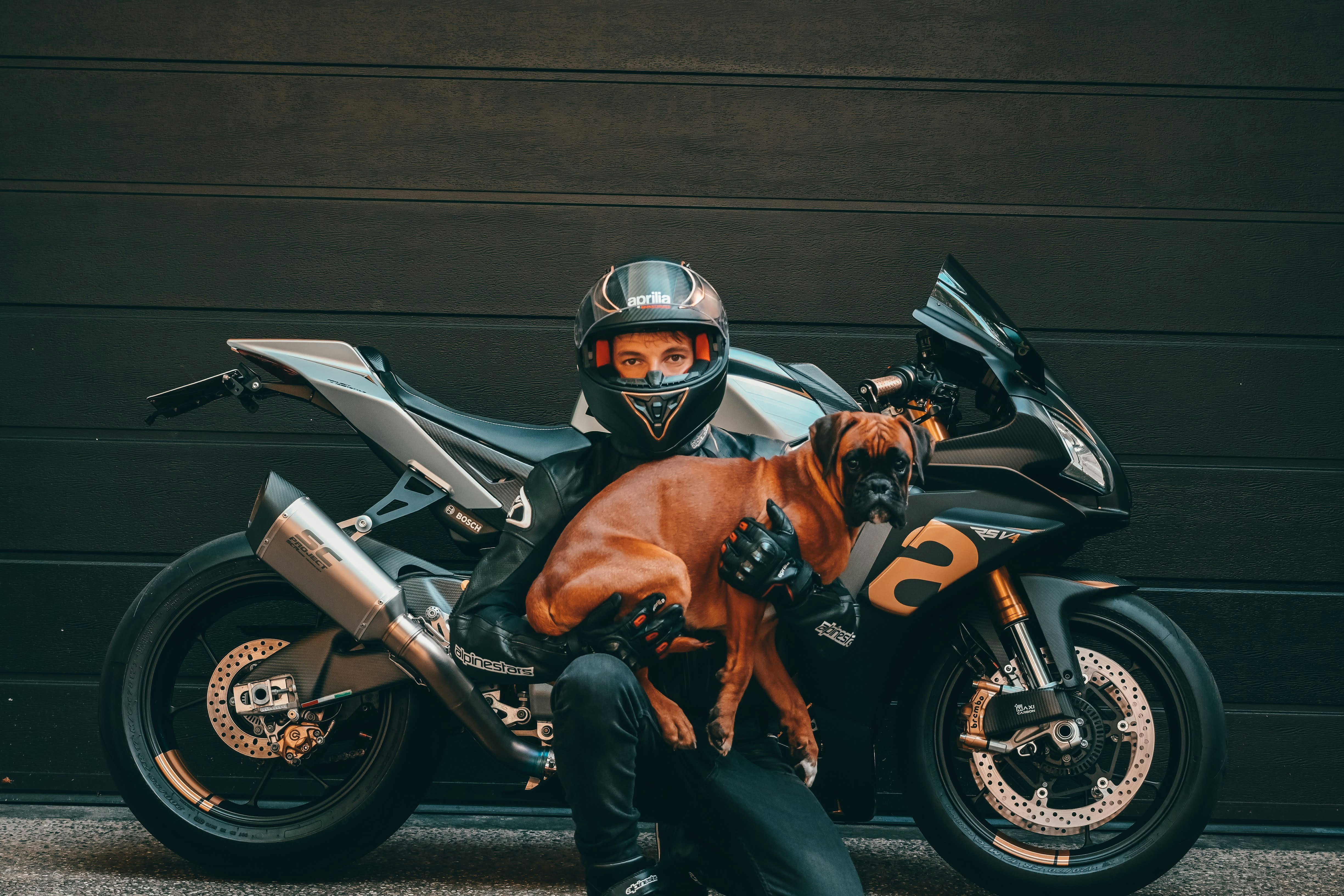 Ny uppsats om djur på motorcykel och moped väcker viktiga frågor om djurvälfärd
